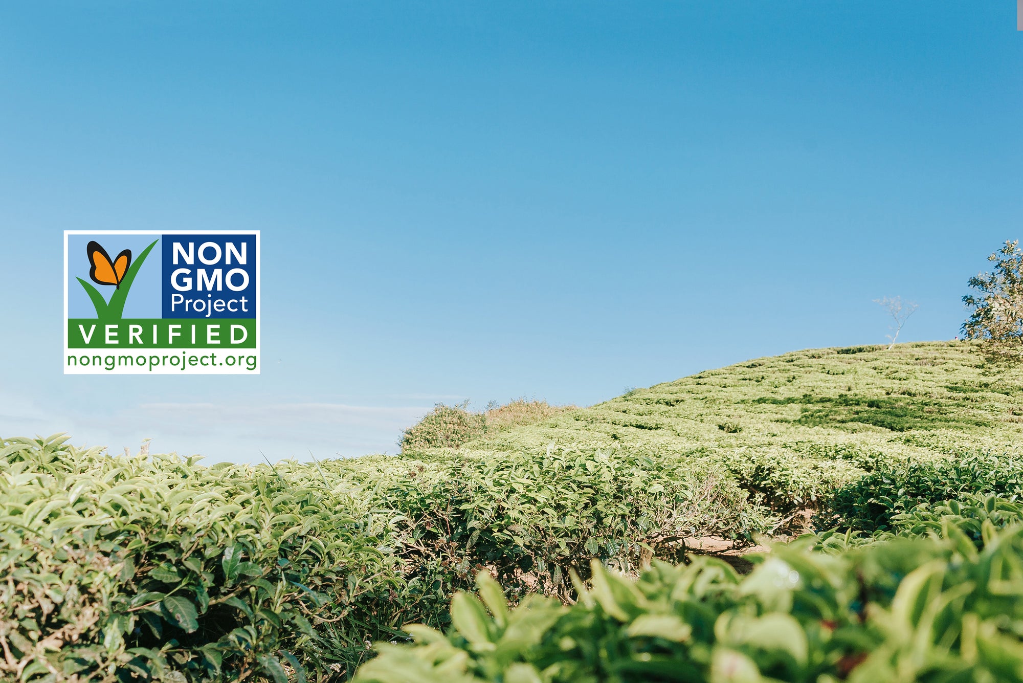 Bethesda, MD based Paromi Tea proudly announces that its pyramid sachet collection is officially Non-GMO Project Verified.